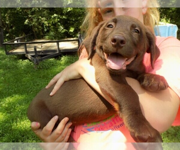 Medium Photo #6 Labrador Retriever Puppy For Sale in RAYMOND, IL, USA