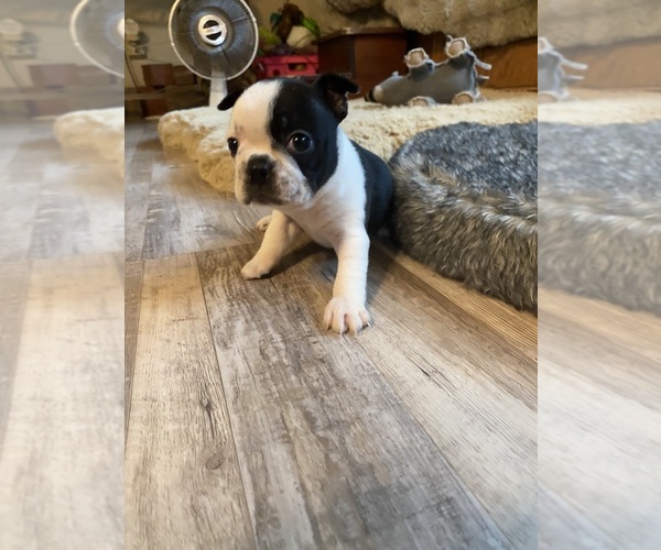 Medium Photo #4 Boston Terrier Puppy For Sale in FREDONIA, KS, USA