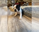 Small #3 Boston Terrier