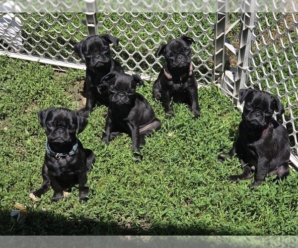 Medium Photo #1 Pug Puppy For Sale in HILLSDALE, MI, USA
