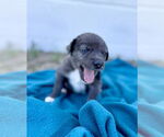 Small #3 Australian Shepherd-Catahoula Leopard Dog Mix