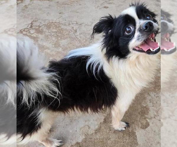 Medium Photo #1 Papillon-Unknown Mix Puppy For Sale in San Antonio, TX, USA