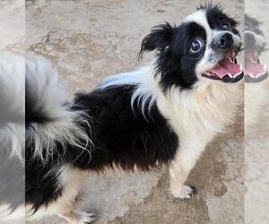 Papillon-Unknown Mix Dogs for adoption in San Antonio, TX, USA