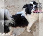 Small Papillon Mix