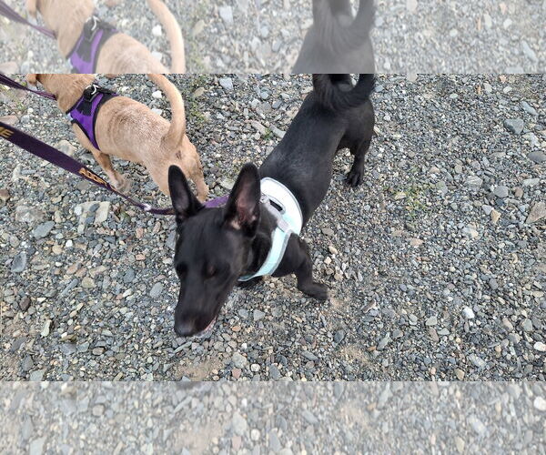 Medium Photo #7 Dachshund-Unknown Mix Puppy For Sale in Sebec, ME, USA