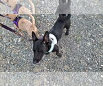 Small #6 Dachshund Mix