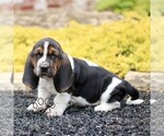 Small #3 Basset Hound