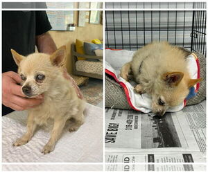 Pomeranian Dogs for adoption in Benton, LA, USA