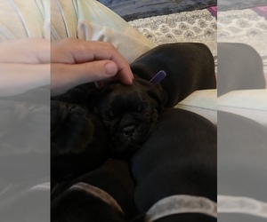 Frenchie Pug Puppy for sale in BLOOMINGTON, IL, USA