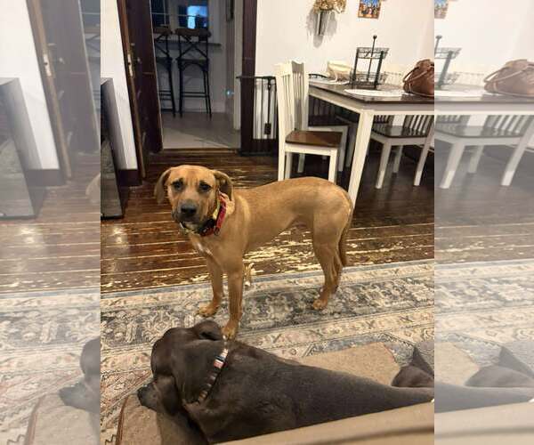 Medium Photo #3 Mutt Puppy For Sale in Woodbury, NY, USA