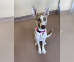 Small #1 Siberian Husky Mix