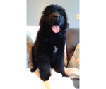 Small Photo #1 Newfoundland Puppy For Sale in HERNDON, PA, USA