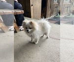Small #1 Pomeranian