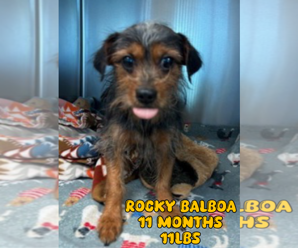 Medium Photo #1 Mutt Puppy For Sale in Woodbury, NY, USA