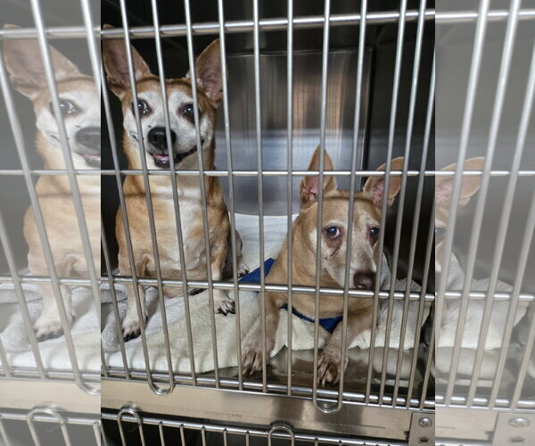 Medium Photo #2 Chiweenie Puppy For Sale in Albemarle, NC, USA