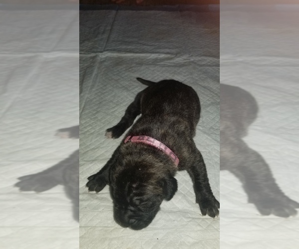 Medium Photo #19 Mastiff Puppy For Sale in FULTON, NY, USA