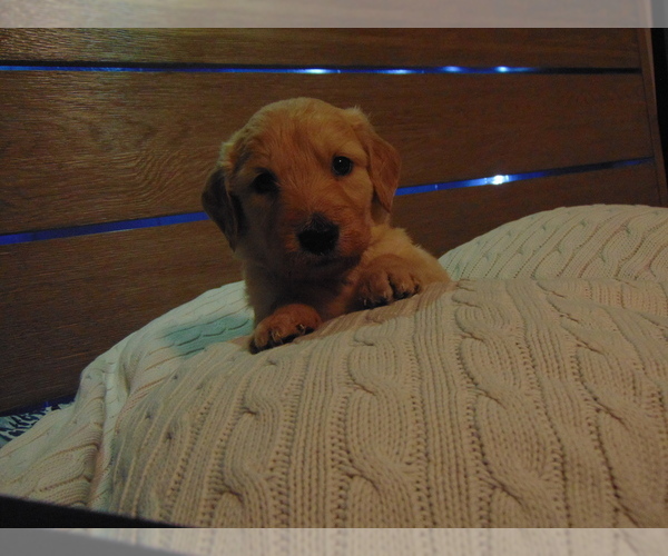 Medium Photo #1 Goldendoodle Puppy For Sale in MIDLAND, TX, USA