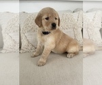Small Photo #4 Golden Retriever Puppy For Sale in ROCHESTER, NY, USA