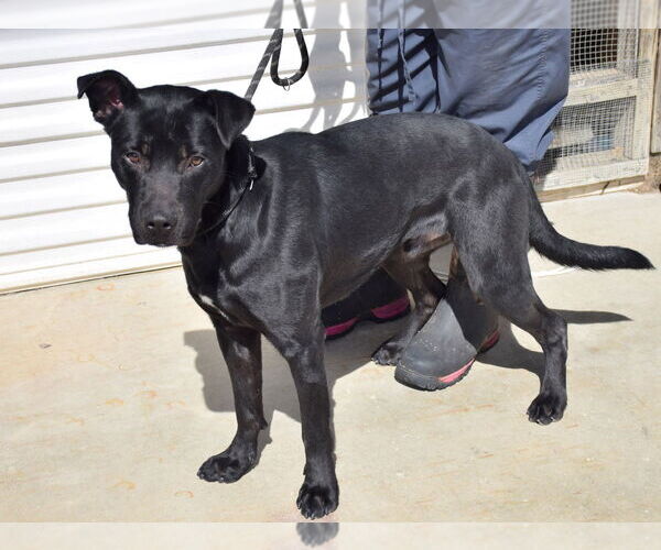 Medium Photo #2 Labrador Retriever-Unknown Mix Puppy For Sale in Anniston, AL, USA