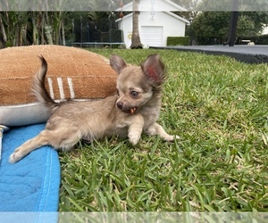 Chihuahua Puppy for sale in FORT LAUDERDALE, FL, USA