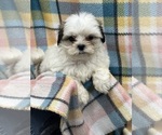 Small Photo #10 Mal-Shi Puppy For Sale in SILEX, MO, USA