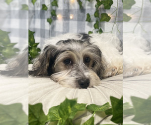 Yo-Chon Puppy for sale in MARIETTA, GA, USA