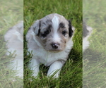 Small Photo #1 Miniature Australian Shepherd Puppy For Sale in CONGERVILLE, IL, USA
