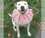 Small #8 American Pit Bull Terrier Mix