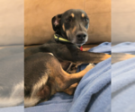 Small #2 Chihuahua Mix