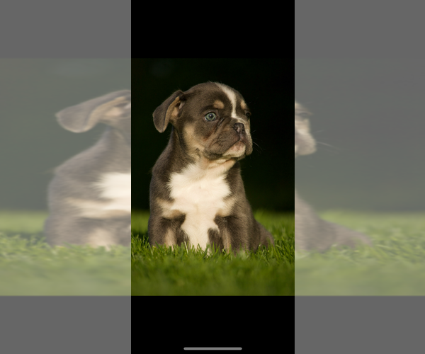Medium Photo #1 French Bulldog Puppy For Sale in OLYMPIA, WA, USA
