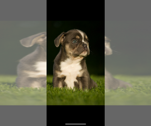 Medium French Bulldog