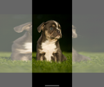 Puppy Enzo French Bulldog