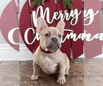 Puppy Puppy 3 French Bulldog