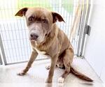 Small #1 Labrador Retriever Mix