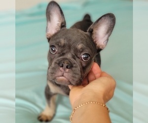 French Bulldog Puppy for sale in JACKSONVILLE, FL, USA
