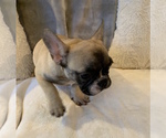 Small #2 French Bulldog