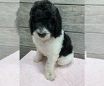 Small Photo #9 Poodle (Standard) Puppy For Sale in RICHMOND, IL, USA