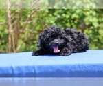 Small #14 Poodle (Toy)