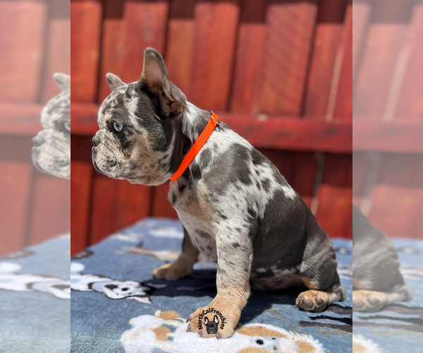 Medium Photo #5 French Bulldog Puppy For Sale in SACRAMENTO, CA, USA