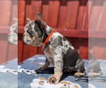 Small #4 French Bulldog