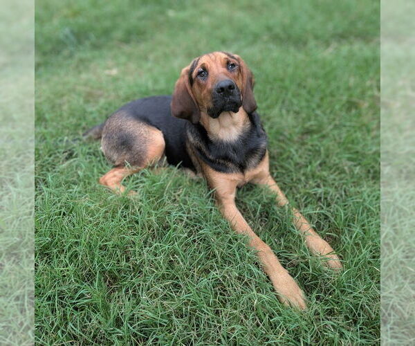 Medium Photo #10 Mutt Puppy For Sale in Vail, AZ, USA
