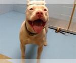 Small American Pit Bull Terrier