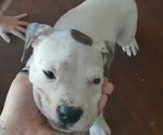Small #6 Bullboxer Pit
