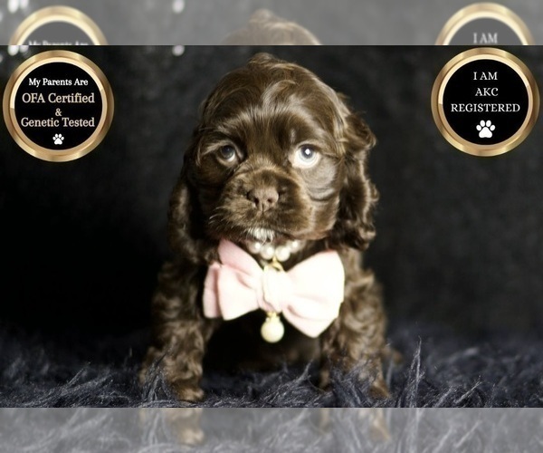 Medium Photo #68 Cocker Spaniel Puppy For Sale in WARSAW, IN, USA