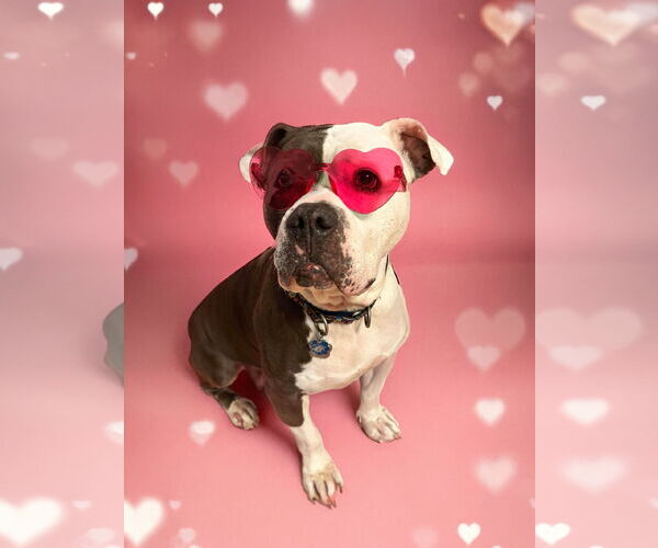 Medium Photo #2 American Bulldog Puppy For Sale in Rockville, MD, USA