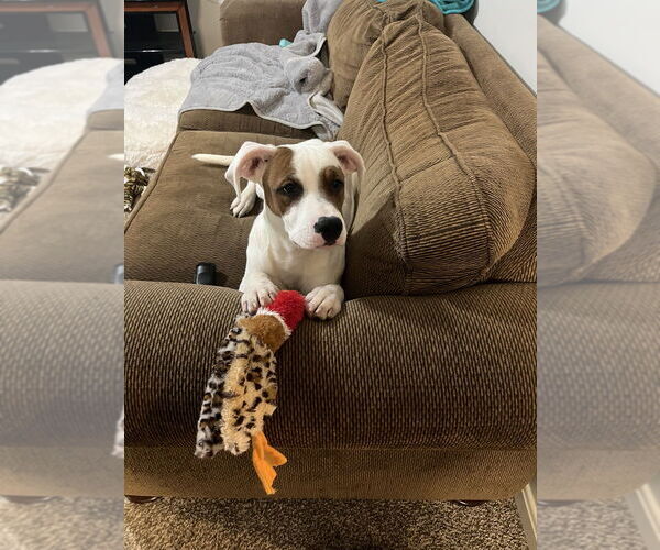 Medium Photo #5 Mutt Puppy For Sale in Evansville, IN, USA