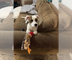 Alosa - Female Mutt Dog for Adoption - Photo #5