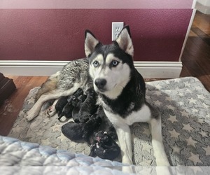 German Shepherd Dog-Siberian Husky Mix Litter for sale in PULLMAN, WA, USA