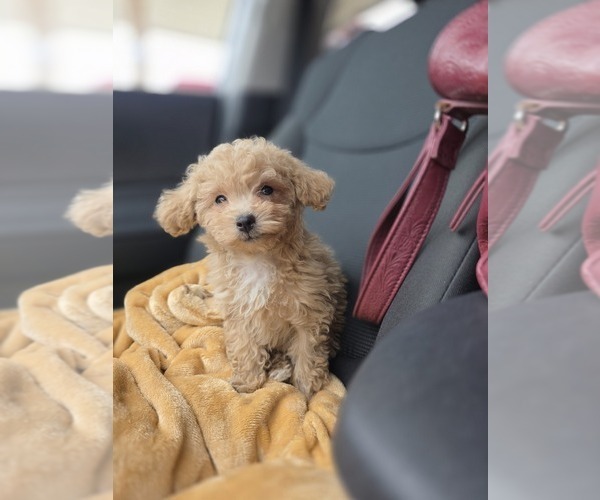 Medium Photo #3 Poodle (Toy) Puppy For Sale in DYERSBURG, TN, USA