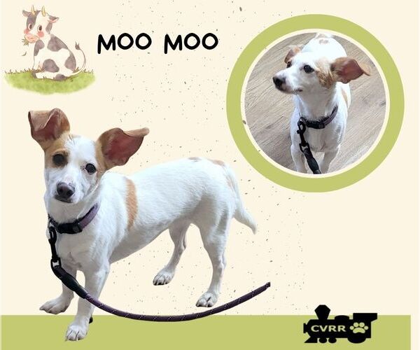 Medium Photo #1 Dachshund-Unknown Mix Puppy For Sale in Lindsay, CA, USA